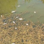 Veliki pomor ribe na Lađenici